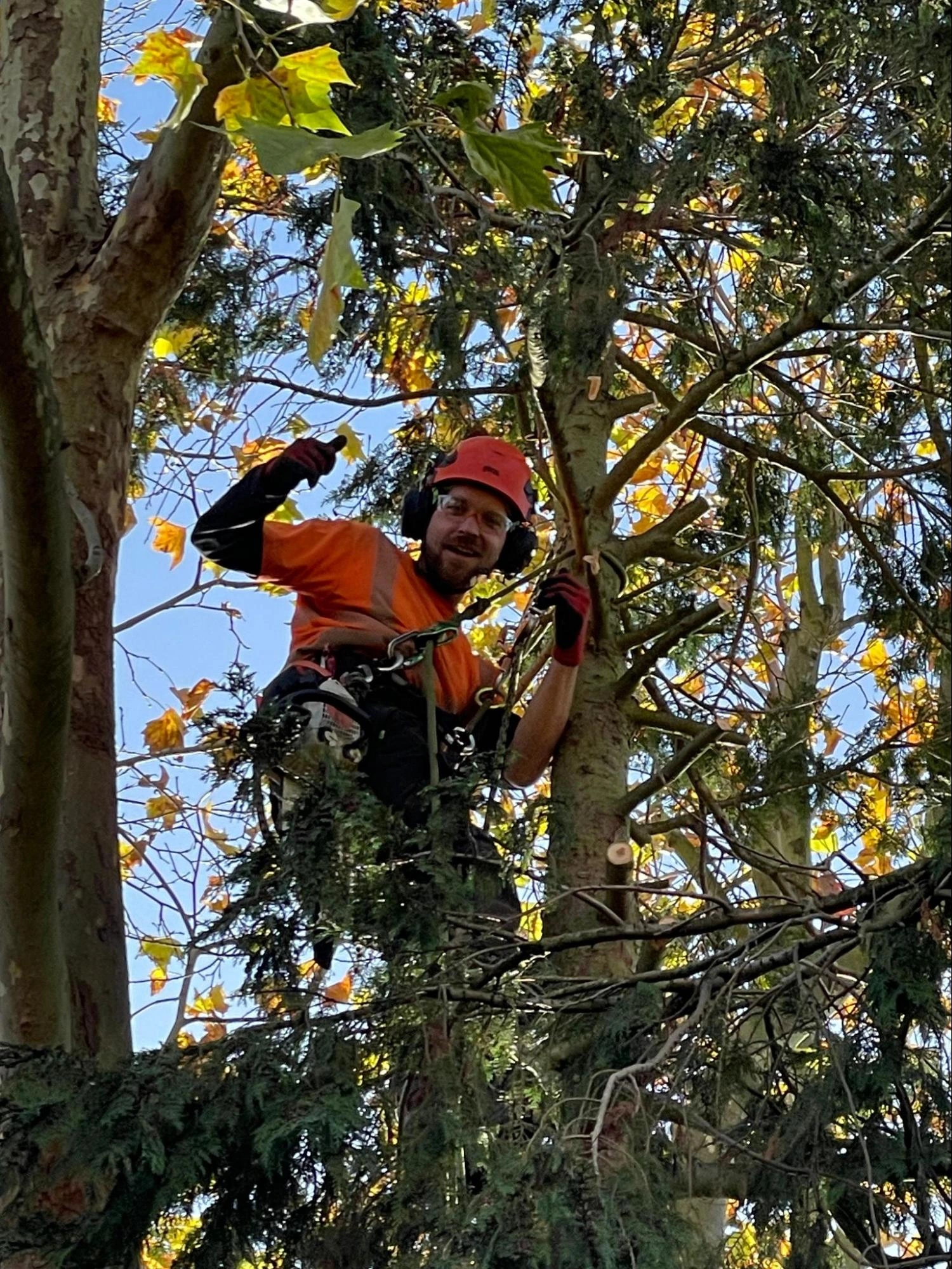 Canvey Island Tree Care Experts